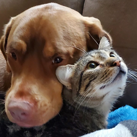 Meet your Posher, Gracie - Picture 1 of 1